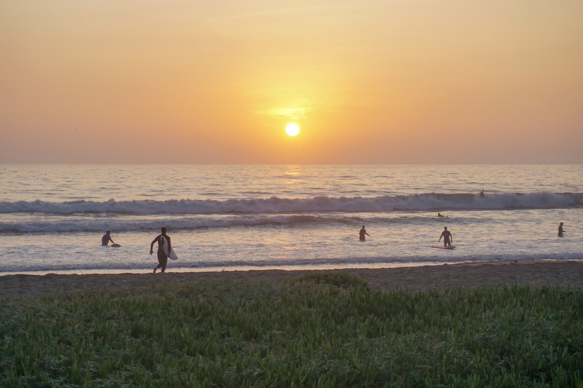 Surf and sea turtles